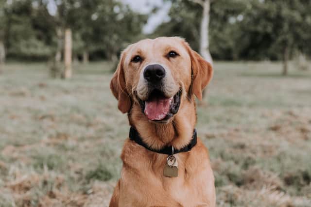 Guide dog puppy Mason