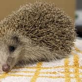 The grant will help the charity which cares for sick and injured wildlife.