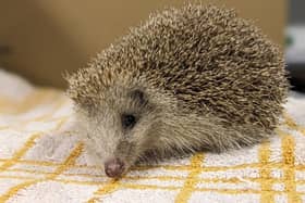The grant will help the charity which cares for sick and injured wildlife.