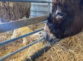 Roma the donkey meeting new neighbours