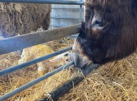 Roma the donkey meeting new neighbours