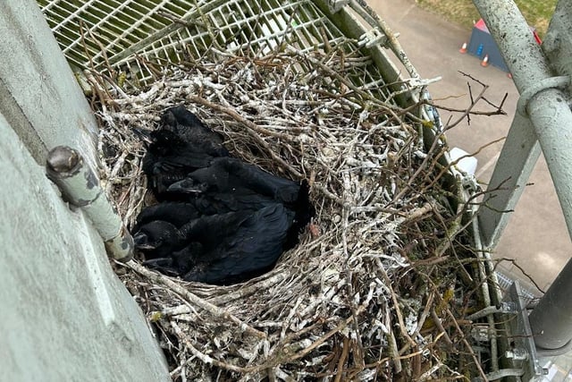 The ravens' nest on the tower.