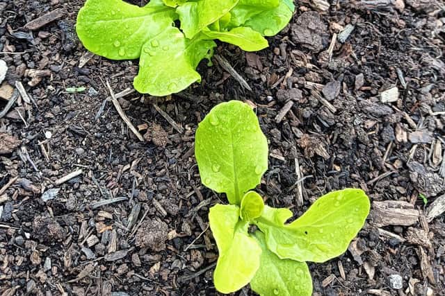 Tips on protecting plants from slugs.