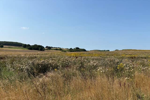 The Hagworthingham Wood site.