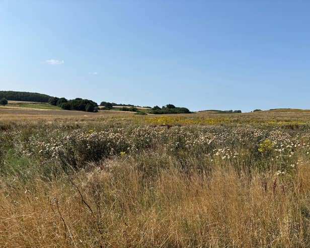 The Hagworthingham Wood site.