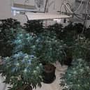 The police found around 150 plants being grown across two levels