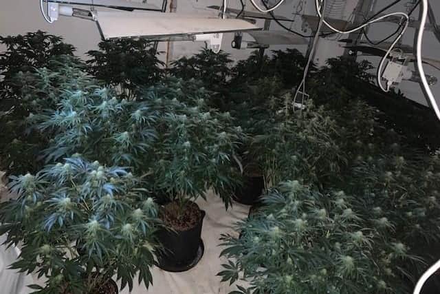 The police found around 150 plants being grown across two levels