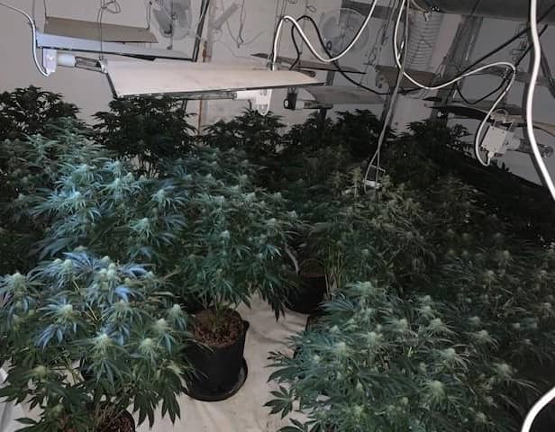 The police found around 150 plants being grown across two levels