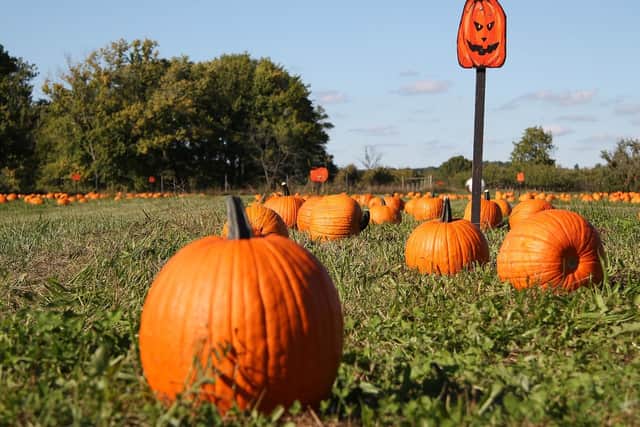 Where are the best pumpkin patches in the East Midlands