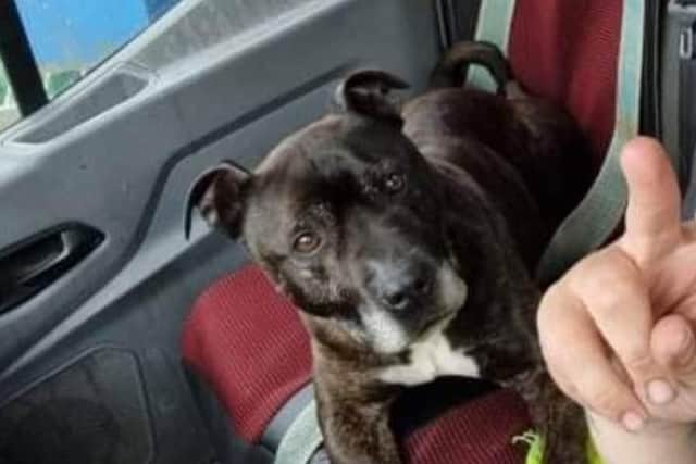 Alfie is missing from the Withern area.