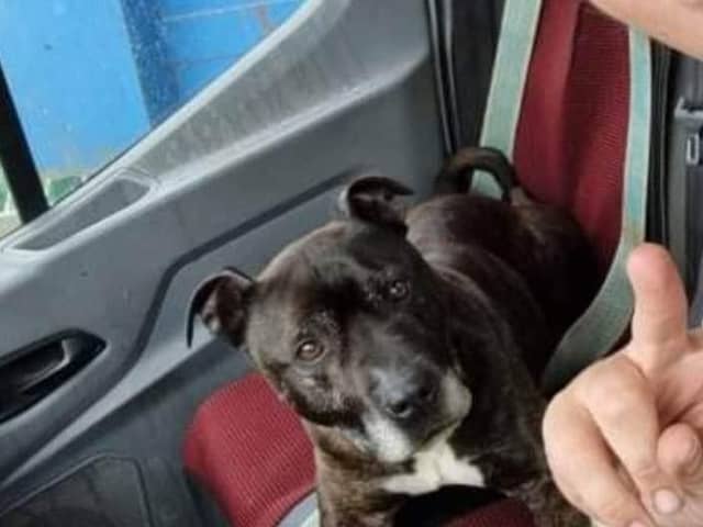 Alfie is missing from the Withern area.