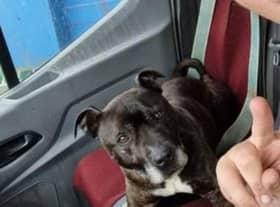 Alfie is missing from the Withern area.