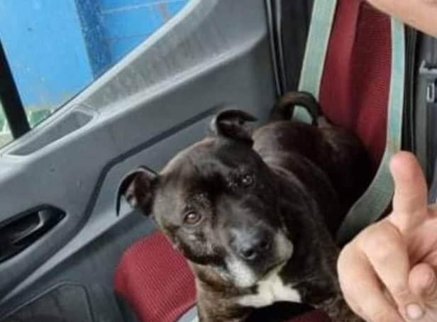 Alfie is missing from the Withern area.