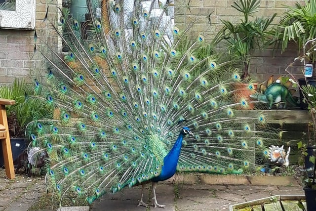 A magnificent photo by Diana Wood shows a peacock strutting its stuff in spectacular style.