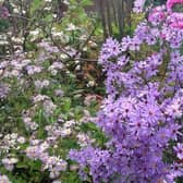 A scene from the wonderful garden at Woodlands in Fotherby which is open to the public this Sunday.