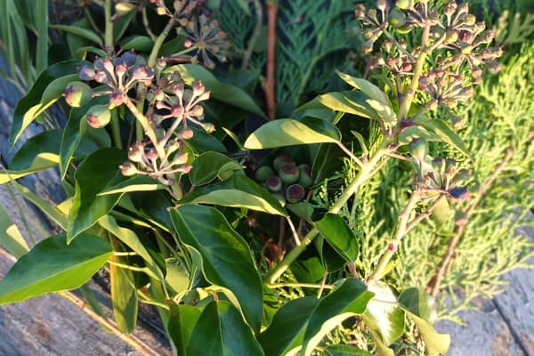 A simple door decoration made from cuttings.