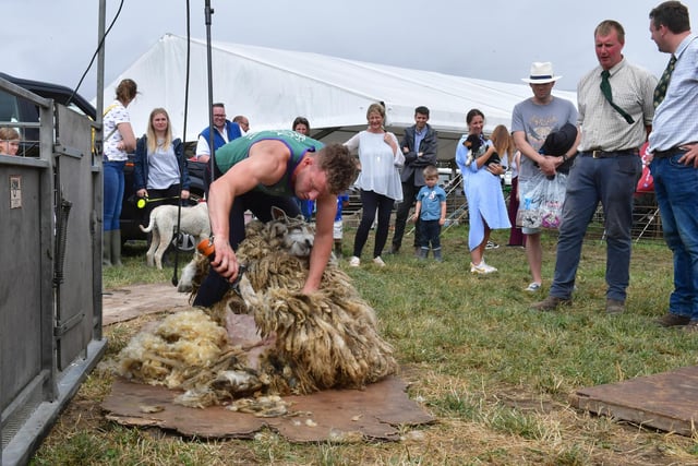 Shearing to judge the heaviest fleece contest at the livestock ring.