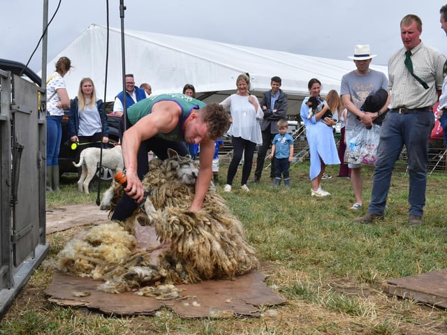Shearing to judge the heaviest fleece contest at the livestock ring.