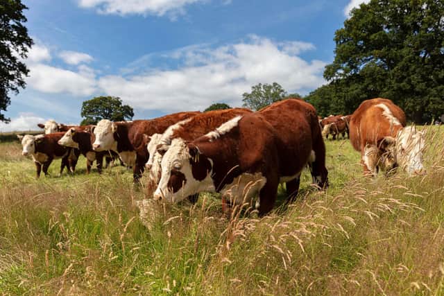 Cattle grazing the fields