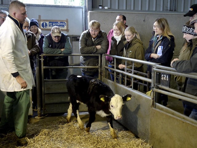 The trio at the cattle auction. Photo by Paul Nichols