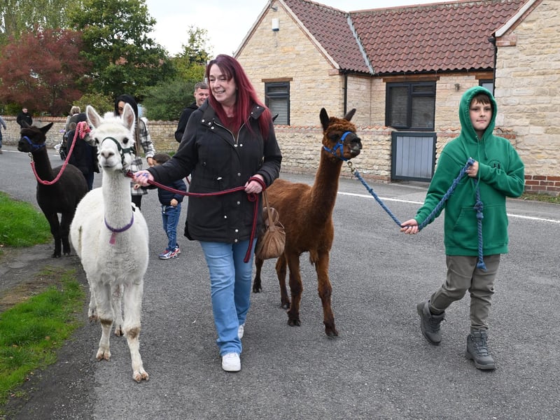 Michelle Delury of Metheringham and Toby Meadows 10 of Market Rasen walking Alpacas - just one of the attractions people could join in at the fayre and feast.