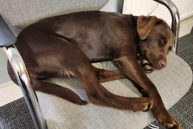 Have you seen missing Winnie?
