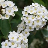 Make your own ‘May flowers’, more commonly known as hawthorn, using a range of different materials