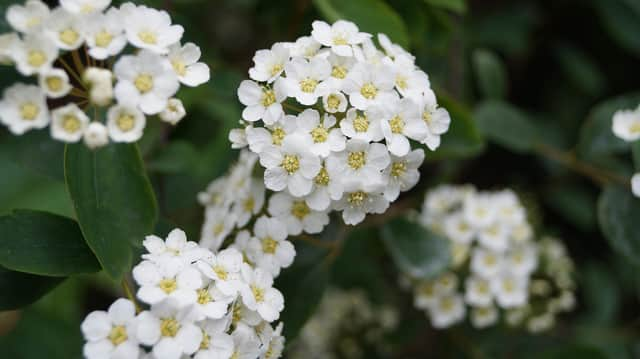 Make your own ‘May flowers’, more commonly known as hawthorn, using a range of different materials