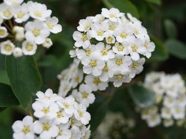 Make your own ‘May flowers’, more commonly known as hawthorn, using a range of different materials