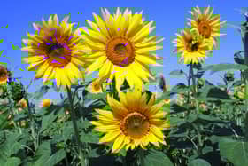 A sunflower patch opens to visitors at Beesby AG, Manor Farm, Beesby from tomorrow (Tuesday August 5).