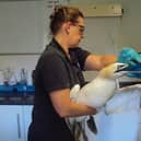 A gannet entangled in plastic