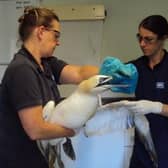 A gannet entangled in plastic