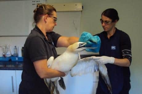 A gannet entangled in plastic