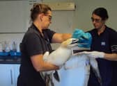 A gannet entangled in plastic