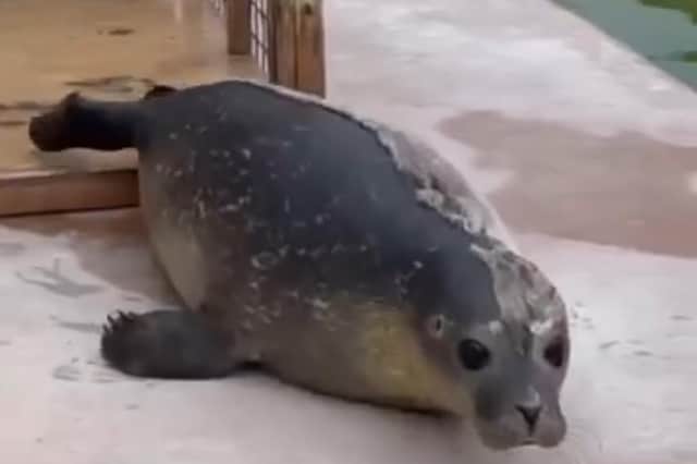 Skegness Natureland Seal Sanctuary is advertising for a seal rescuer.
