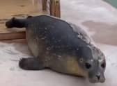 Skegness Natureland Seal Sanctuary is advertising for a seal rescuer.