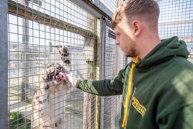 Sam Fisher, Wolds Wildlife keeper, feeds Aruna the snow leopard.