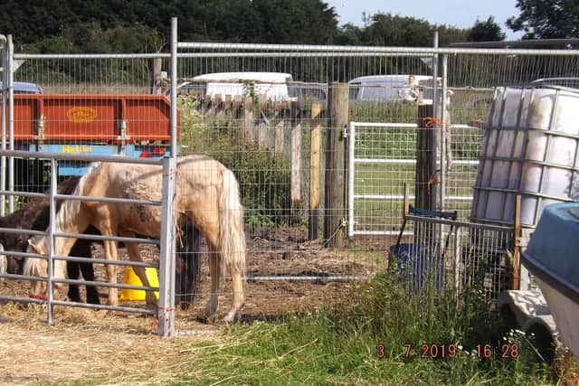 Davina Leedham has been convicted of two counts of causing unnecessary suffering to a total of 13 horses. Photo: RSPCA