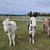 Meet the donkeys at Bransby