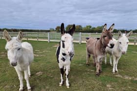 Meet the donkeys at Bransby