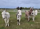 Meet the donkeys at Bransby