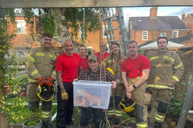 Horncastle and Louth firefighters rescuing Einstein the iguana from a tree. Photos: Lincs Fire & Rescue