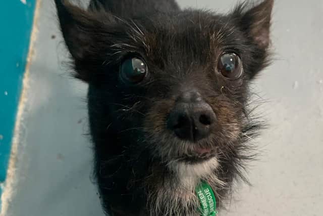 Have you seen Tilly? Jerry Green Dog Rescue are appealing for sightings.