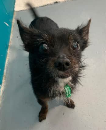 Have you seen Tilly? Jerry Green Dog Rescue are appealing for sightings.