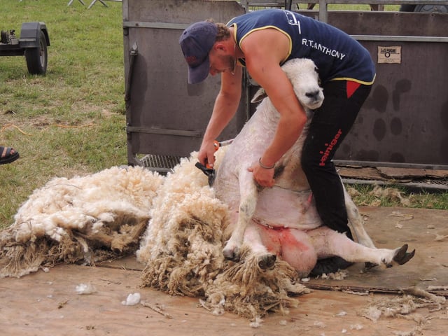Shearing a supreme champion Lincoln Longwool to see which sheep has the heaviest fleece.