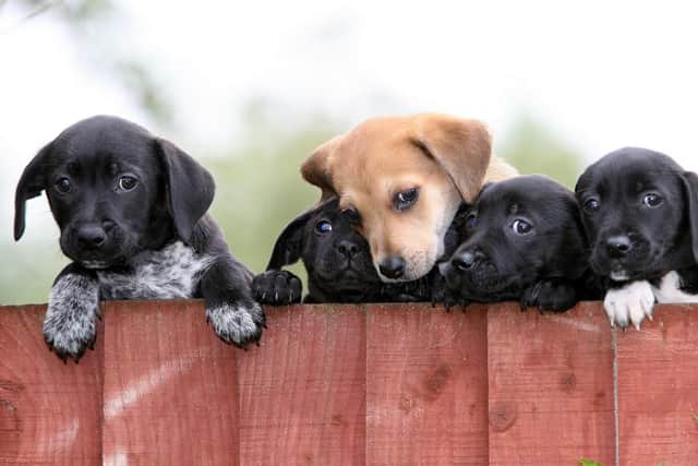 Five of the puppies currently at the Dog's Trust Merseyside Rehoming Centre waiting for new families.