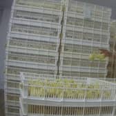 An image capturing an employee 'mishandling' the chicks.