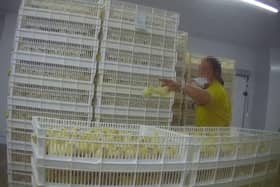 An image capturing an employee 'mishandling' the chicks.