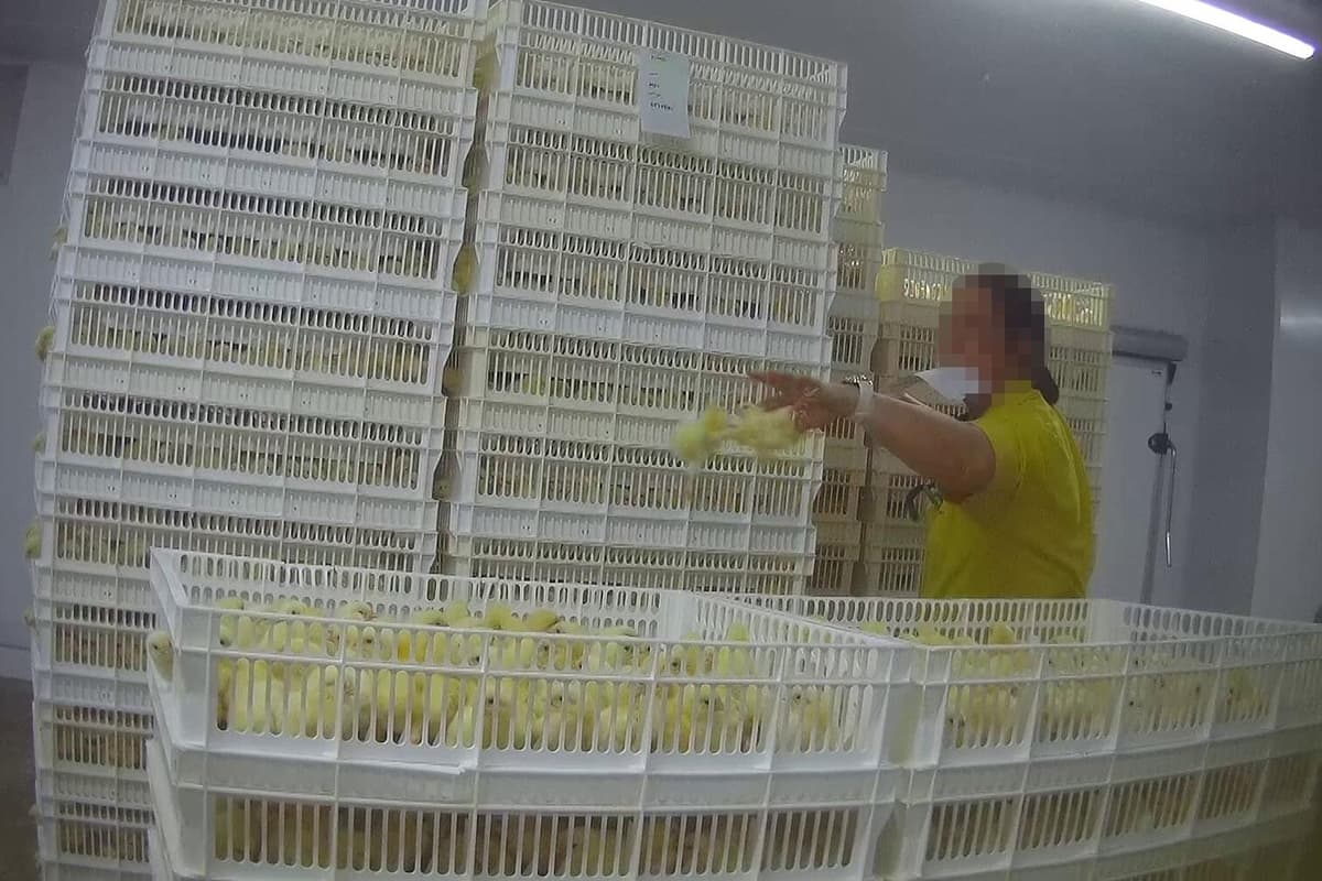 Chick firm responds to animal rights group's undercover investigation in Boston 