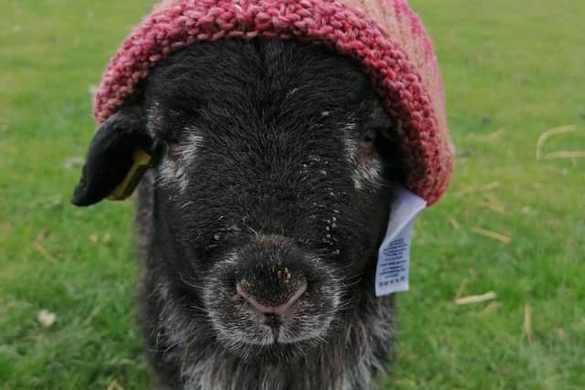 The lambing camera at Scampton Farm is now live, with views of the farm's newest residents.